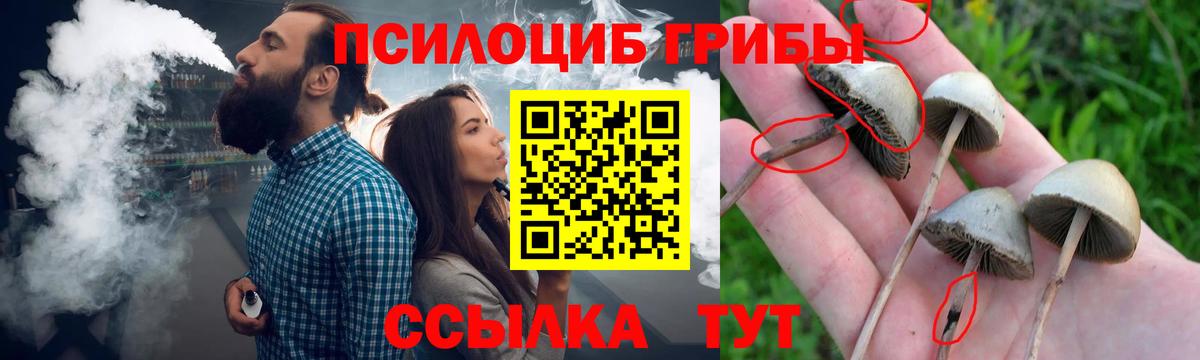 Боровичи  где купить   Вход с VPN  Галлюциногенные грибы GOLDEN TEACHER 